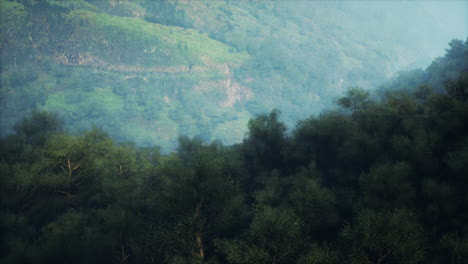 misty forest landscape