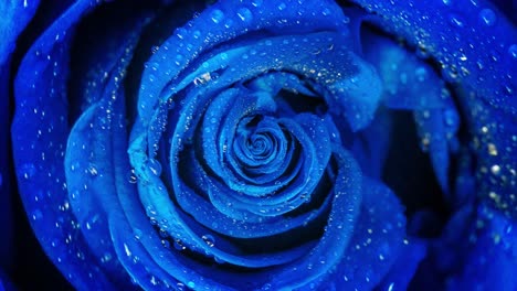 close up of a blue rose with water droplets