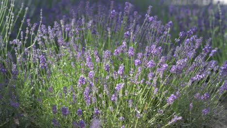 el campo de lavanda