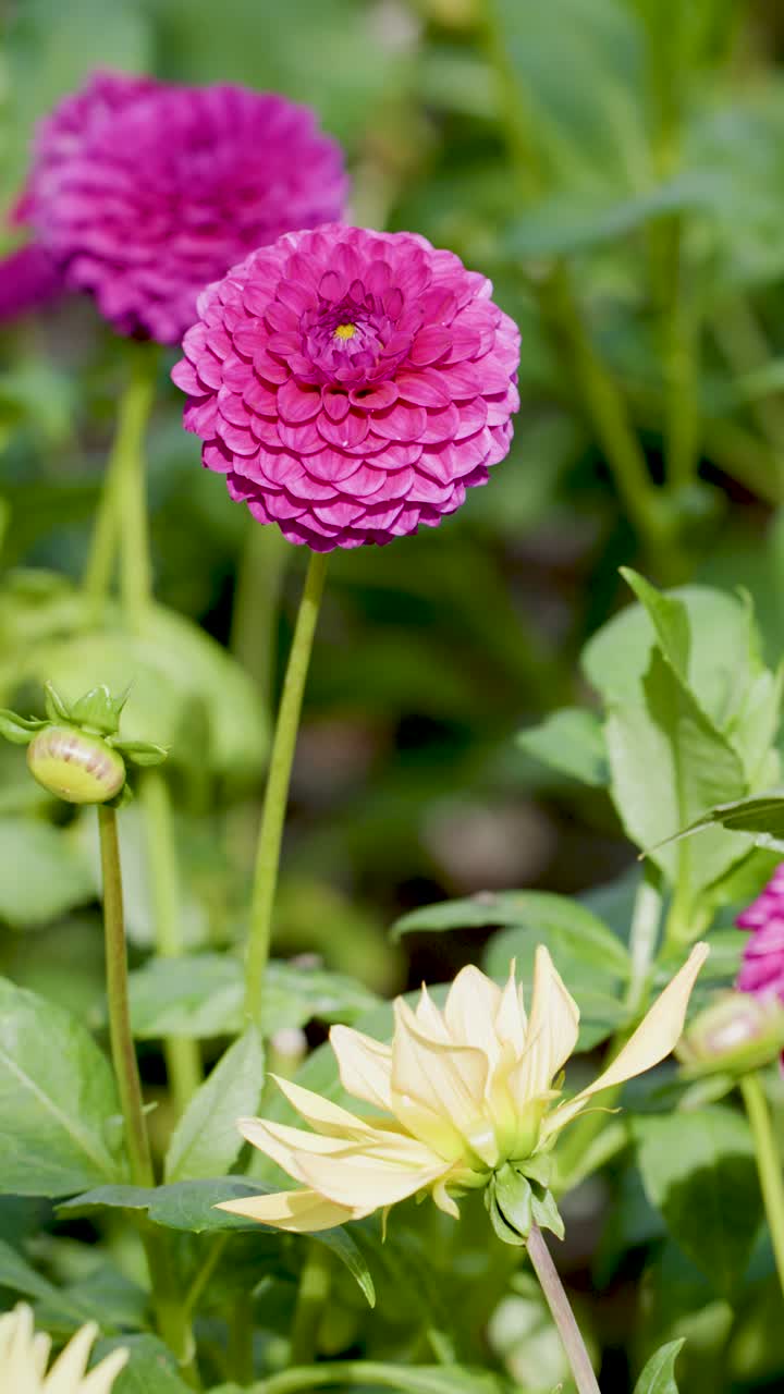 Una fotocamera macro inquadra dalie rosa e gialle vivaci nella luminosa luce di un giardino botanico all'aperto.