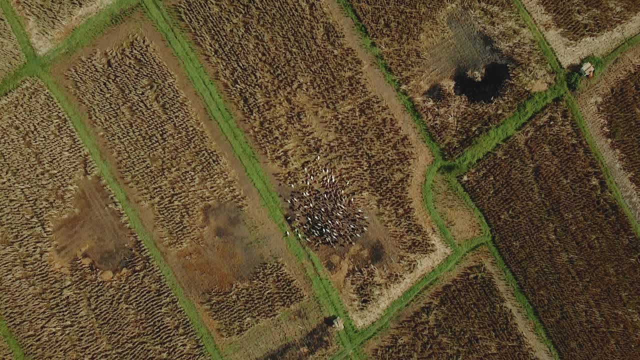 video de 4k de patos drones corriendo unos alrededor de otros en un campo de arroz