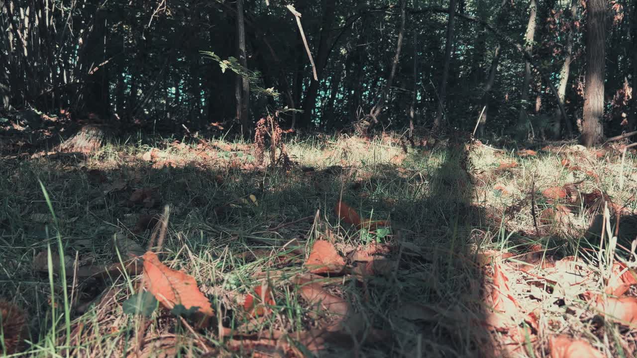 나무와 고슴도치 사이 밤나무 숲에서 산책