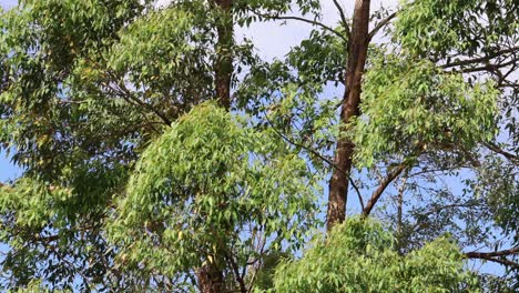 tree branches moving gently in the breeze