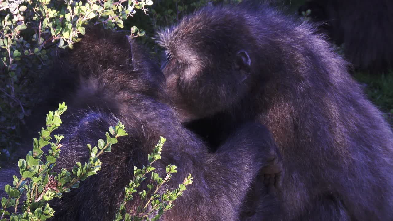 un babuino chacma hembra prepara a su hermana, de cerca al amanecer