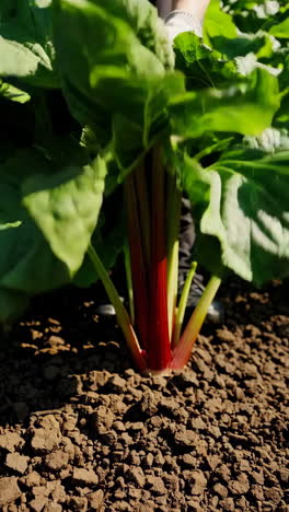 gardening and harvesting rhubarb plants