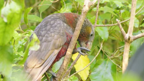 close up of a kaka parrot eating food from it's talon before leaving frame