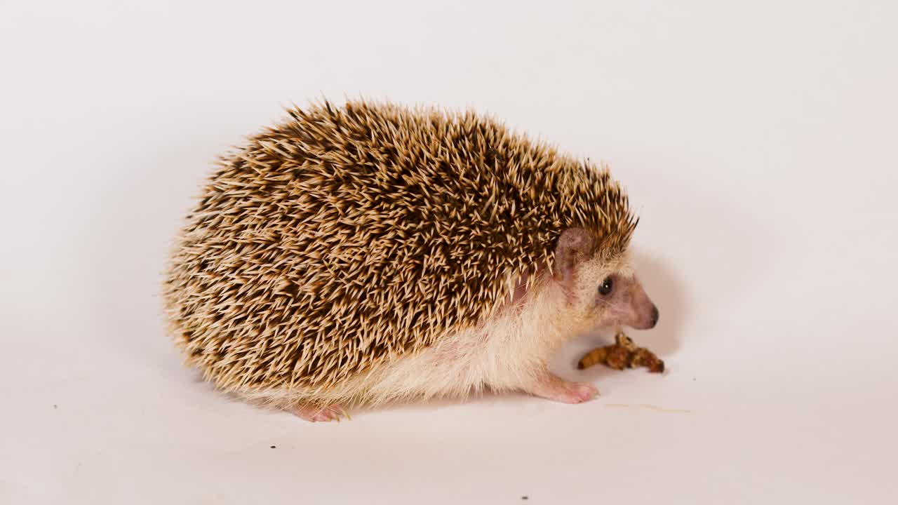 Un riccio pigmeo africano domestico mangia una larva di verme della farina su uno sfondo bianco pulito