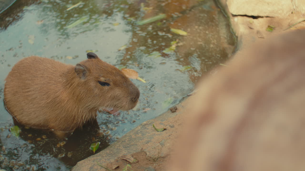 A capybara relaxes in shallow water outdoors, surrounded by nature in a serene scene