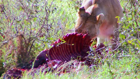 a lion eats prey on the african savannah