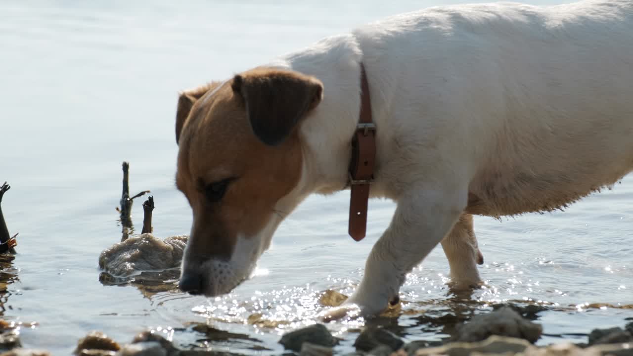 la raza de perro jack russell terrier bebe con entusiasmo agua de un lago de agua dulce en las montañas al amanecer en un día soleado de verano en un paseo por la mañana en cámara lenta.