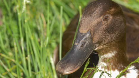 Extreme-Nahaufnahme-Einer-Braunen-Ente,-Die-In-4k-Auf-Einer-Wiese-Liegt