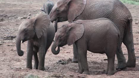 family of african savanna elephant feeding in kenya