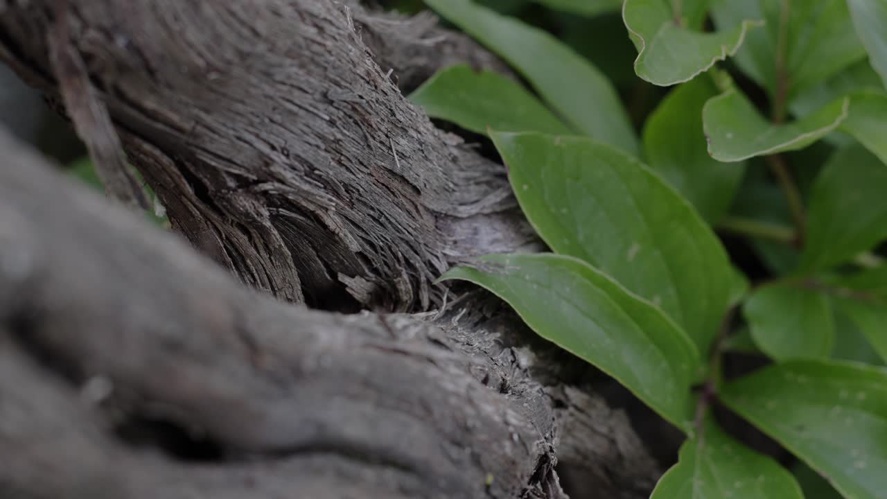 Thick Woody Vine With Rough Surface And Vibrant Green Glossy Leaves