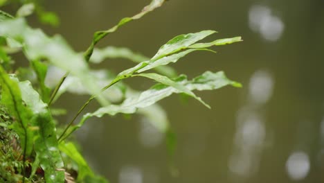 Kangaroo-fern-tree-by-the-water-in-the-Otways-Australia,-close-up