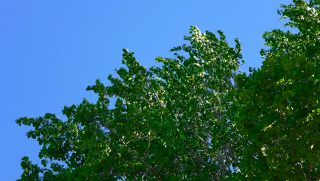 Das-Video-Zeigt-Eine-Birke,-Die-Sich-Im-Wind-Bewegt,-Und-Grüne-Blätter-Bewegen-Sich-Mit-Dem-Wind