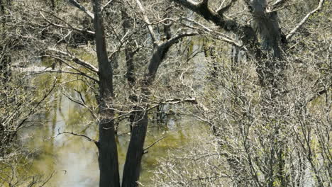 Árboles-Sin-Hojas-En-El-área-De-Manejo-De-Vida-Silvestre-Del-Estado-De-Bell-Slough-En-Verano-En-Mayflower,-Arkansas,-Estados-Unidos