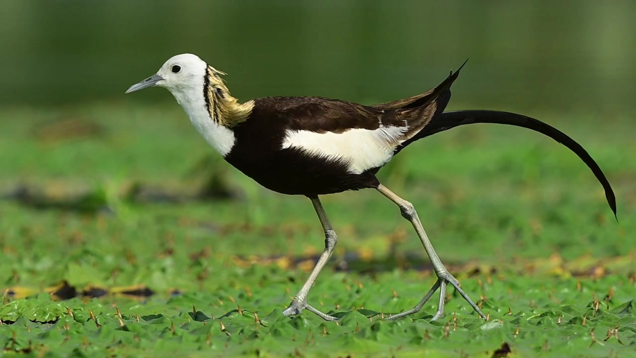 Uno sguardo dettagliato alla fauna selvatica delle zone umide che segue un uccello jacana adulto che si muove ad alta velocità attraverso uno stagno verde vibrante
