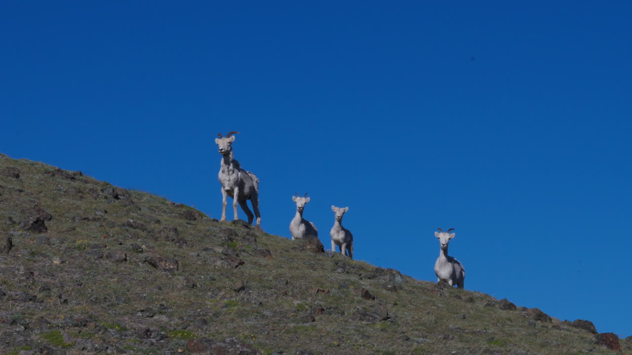 ovejas y corderos en la ladera de la montaña en la montaña de ovejas en el parque nacional de kluane, yukon, canadá