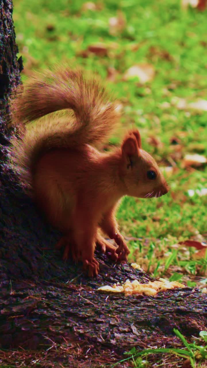 A Charming Squirrel Curiously Exploring Its Environment, Rocketing Towards a Delicious Snack by the Tree Trunk, Showcasing Nature's Playful Wildlife Diversity