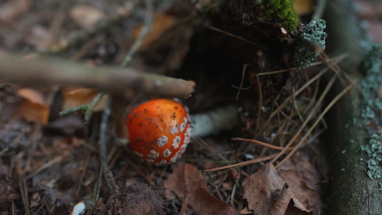 setas rojas en el suelo del bosque