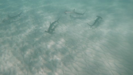 un grupo de tiburones martillo patrulla el fondo arenoso del océano en busca de comida.