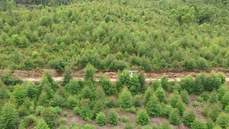 una toma aérea de un jeep en un bosque