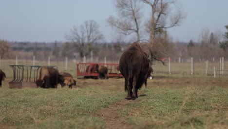 vaca bisonte caminando por el camino hacia el pasto