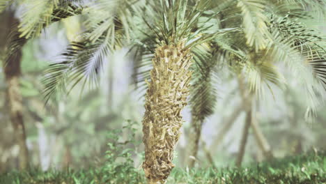 tall palm tree surrounded by lush greenery in a tropical paradise setting