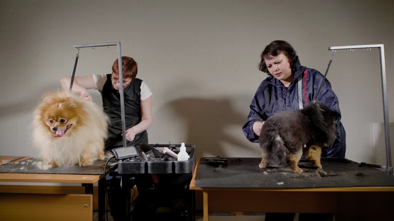 작은 개를 자르는 여성 미용사, 전문 장비로 털을 는 헤어드레이서, 모래 색과 어두운 애완동물