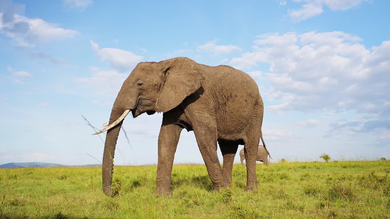 disparo en cámara lenta de un elefante que balancea juguetónmente la trompa hacia la cámara, disparo de gran ángulo de la vida silvestre africana en la reserva nacional de masai mara, kenia, áfrica animales de safari en la reserva de masai mara norte