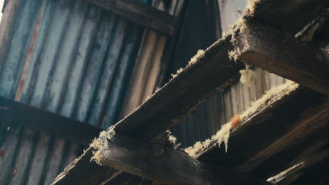 ghost-moss-growing-on-abandoned-zinc-roofed-triangle-log-cabin