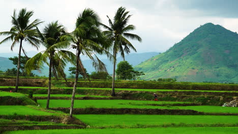 Paisaje-Pacífico-De-Campo-De-Arroz-Con-Mujer-Vietnamita-Trabajando