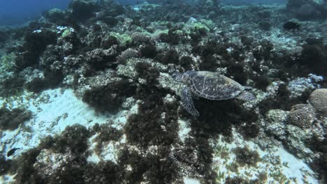 Grüne-Meeresschildkröte-Schwimmt-Ins-Blaue,-Zeitlupe
