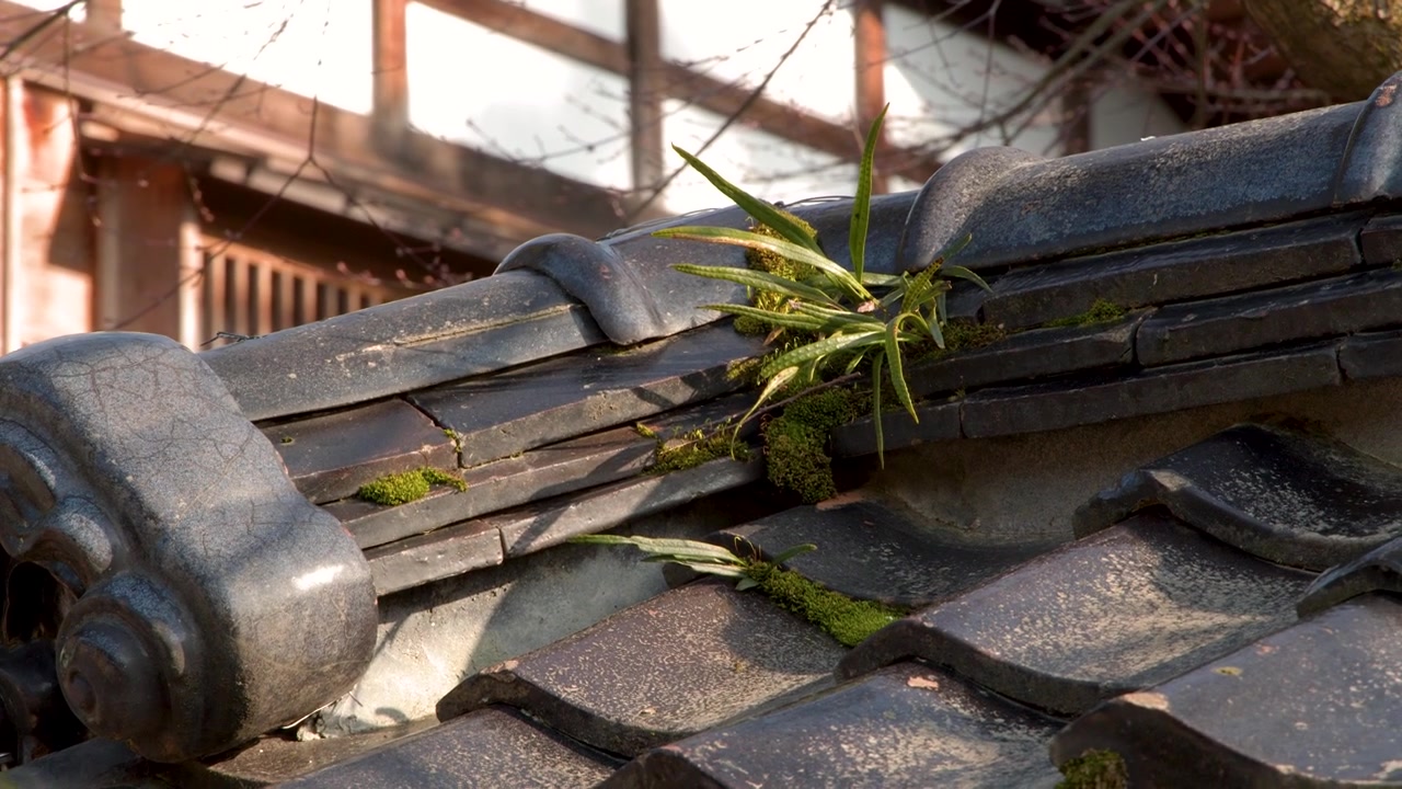 Close-up of weathered ceramic roof tiles with green moss and plants under bright sunlight