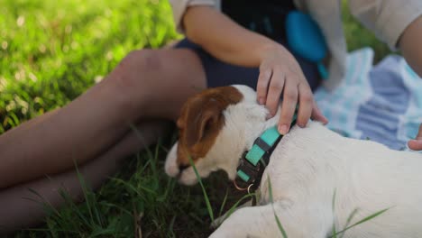 una mujer acaricia a un feliz jack russell terrier en el parque.