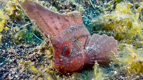 Cockatoo-waspfish-waddles-over-sandy-bottom-partially-covered-by-seaweed