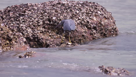 pacific reef heron catches fish in sea water