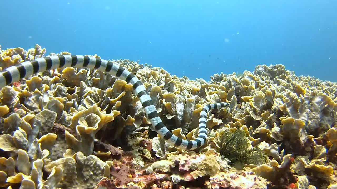 Krait marino fasciato che caccia e nuota di lato lungo la barriera corallina tropicale.