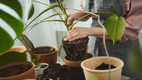 mujer de cultivo trasplantando la planta de monstera deliciosa en el hogar