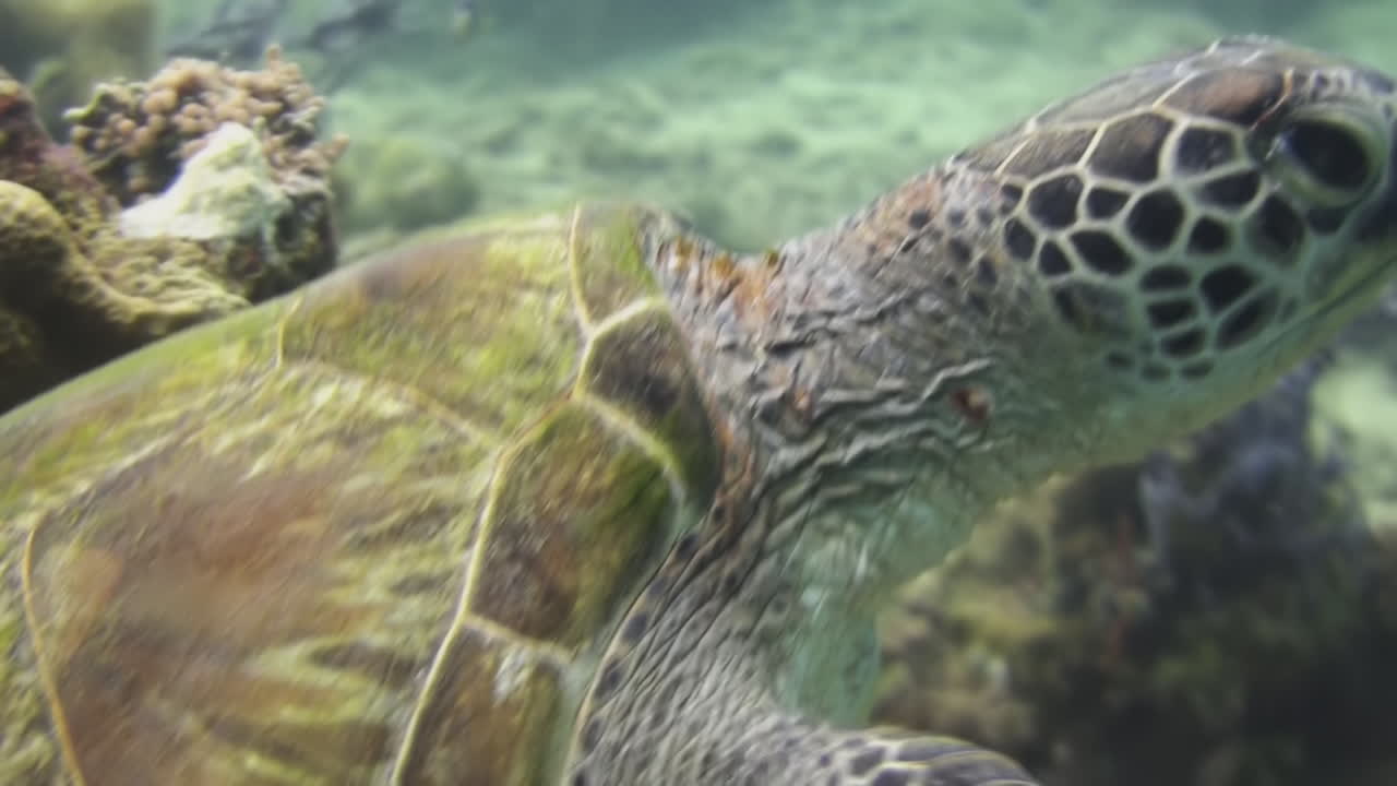 Hawksbill turtle leaves its protective resting place under a coral block and swims away into blue water