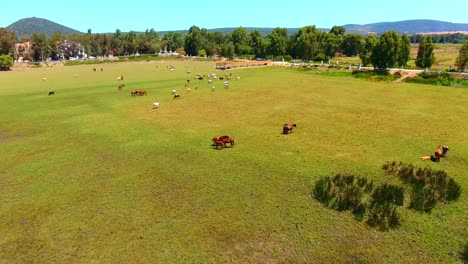 Toma-Aérea-Del-Humedal-El-Kala-Con-Vacas-Y-Caballos-Argelia