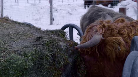 Toro-Doméstico-De-Las-Tierras-Altas-Comiendo-Del-Pajar