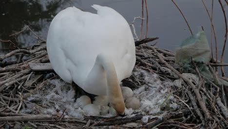 cisne anidando limpiando plumas y protegiendo huevos de cygnet junto al agua del lago