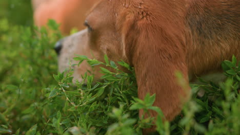 close-up of brown dog licking grass while exploring, with blurred view of another dog in background, the scene captures natural canine behavior amidst lush greenery