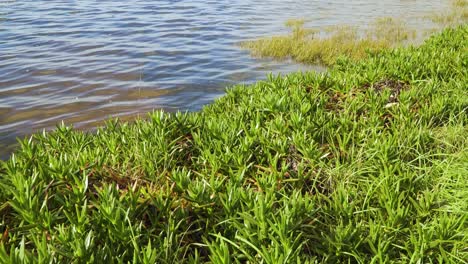 planta carpobrotus edulis de 4k, suculenta perteneciente a la familia de las aizoáceas en el lecho de un río