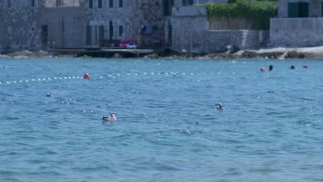 Sea-birds-swimming-in-the-sea