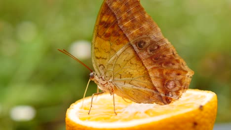 Side-view-of-Pearl-Emperor-butterfly-sitting-on-sliced-citrus-fruit,-drinking-juice-with-proboscis-pushed-deep-into-the-fruit-pulp