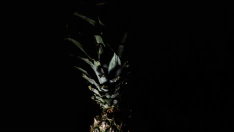 sweet comosus pineapple ananas turning on a black background