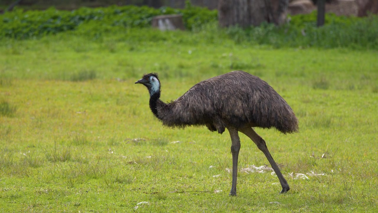 Un emù australiano cammina attraverso un prato verdeggiante alla luce naturale del giorno a Dubbo