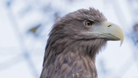 Der-Seeadler-(Haliaeetus-Albicilla)-Ist-Eine-Sehr-Große-Seeadlerart,-Die-Im-Gemäßigten-Eurasien-Weit-Verbreitet-Ist.-Manchmal-Ist-Er-Auch-Als-Ern-Oder-Erne-Und-Eurasischer-Seeadler-Bekannt.